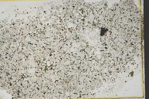 Plane Polarized, S39513
