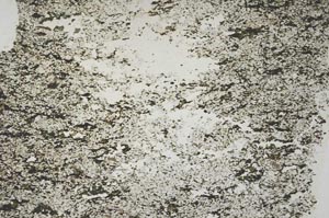 Plane Polarized, S39537