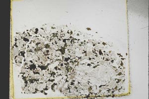 Plane Polarized, S39540