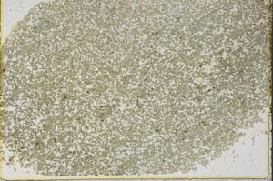 Plane Polarized, S39588