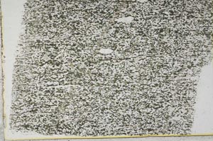 Plane Polarized, S39589