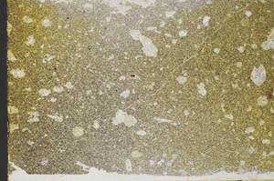 Plane Polarized, S39624