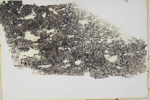 Plane Polarized, S39629