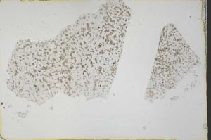 Plane Polarized, S39729