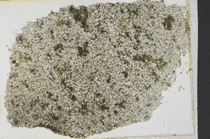 Plane Polarized, S39787