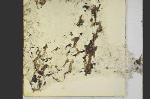 Plane Polarized, S39789