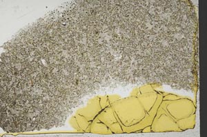 Plane Polarized, S39814