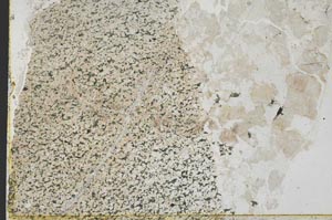 Plane Polarized, S39816