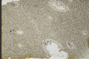 Plane Polarized, S39817