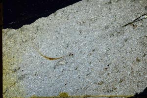 Cross Polarized, S39825