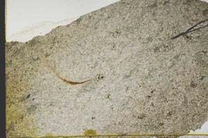 Plane Polarized, S39825