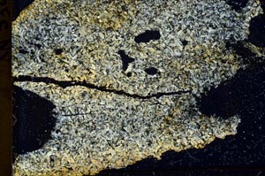 Cross Polarized, S39826