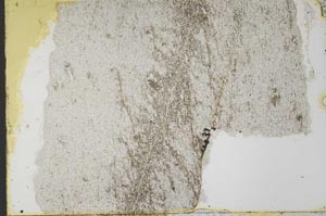 Plane Polarized, S39833