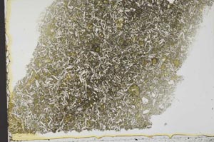 Plane Polarized, S39834