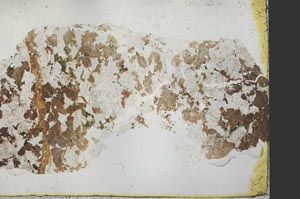 Plane Polarized, S39853