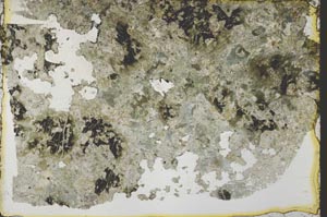 Plane Polarized, S39859