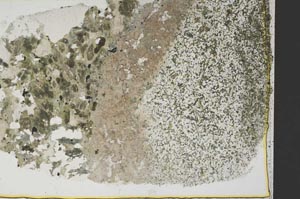 Plane Polarized, S39867