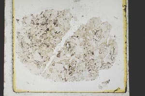 Plane Polarized, S39875