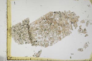 Plane Polarized, S39876