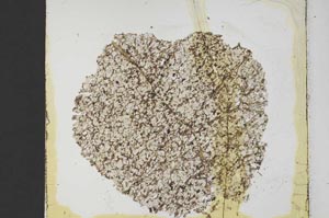 Plane Polarized, S39898