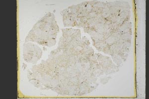 Plane Polarized, S39899