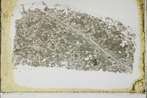 Plane Polarized, S39901