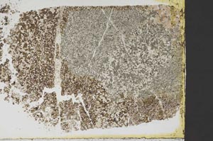 Plane Polarized, S39902