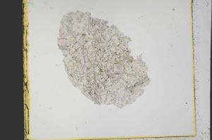 Plane Polarized, S39904