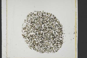 Plane Polarized, S39967