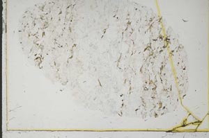 Plane Polarized, S39968