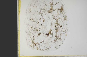 Plane Polarized, S39969