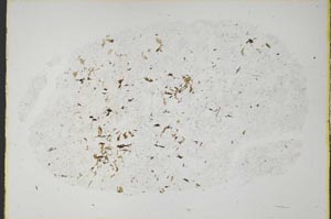 Plane Polarized, S39970