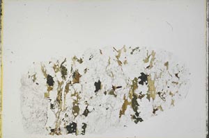 Plane Polarized, S39971