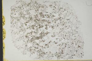 Plane Polarized, S39972