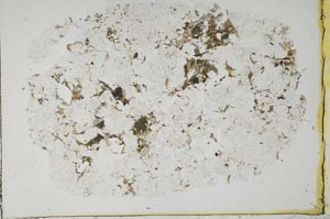 Plane Polarized, S39973