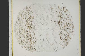 Plane Polarized, S39977