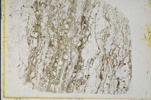 Plane Polarized, S39980