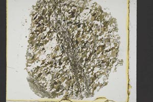 Plane Polarized, S39985