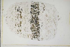 Plane Polarized, S39999