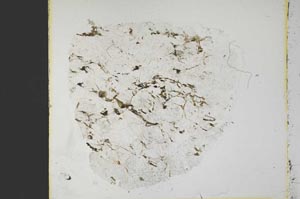 Plane Polarized, S40002