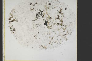 Plane Polarized, S40003