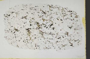 Plane Polarized, S40004