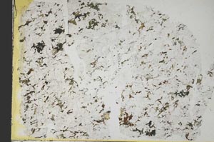 Plane Polarized, S40006