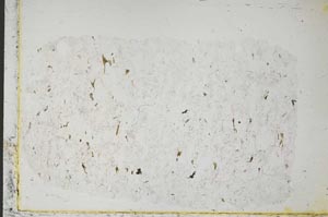 Plane Polarized, S40008