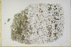 Plane Polarized, S40009