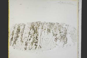 Plane Polarized, S40031