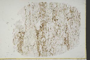 Plane Polarized, S40036