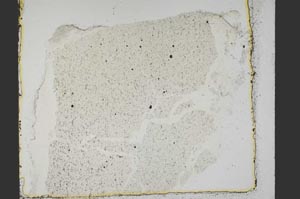 Plane Polarized, S40081