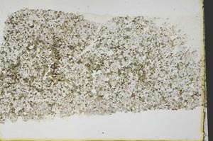 Plane Polarized, S40092