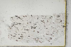 Plane Polarized, S40115